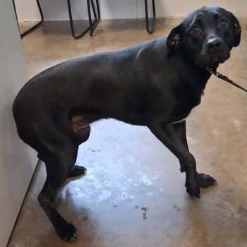 Black Labrador Retriever Dogs Available for Adoption in Enterprise, Alabama - Rose | PetCurious