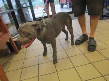 Rescue Pit Bull Terrier Dogs for Adoption in Ocala, Florida - SAUSAGE | PetCurious