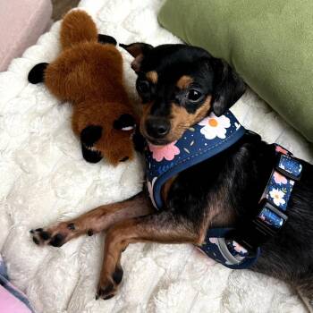 Pumpkin -  Chihuahua Dog for Adoption in New Orleans, Louisiana - Pumpkin | PetCurious