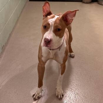 Bunny -  Pit Bull Terrier Dog for Adoption in Newark, New Jersey - Bunny | PetCurious