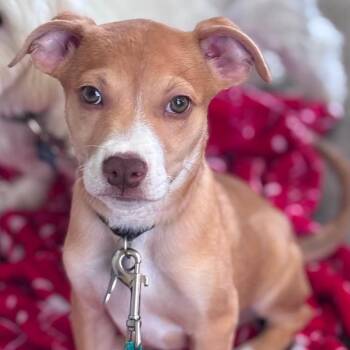 Jeremiah -  Labrador Retriever and Mixed Breed Dog Available for Adoption in Fort Lauderdale, Florida - Jeremiah | PetCurious