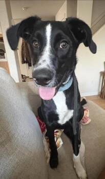Maka -  Border Collie and Hound Dog for Adoption in Thornton, Colorado - Maka | PetCurious