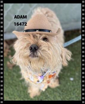 Poodle Dogs Available for Adoption - ADAM(available Jan 27) | PetCurious