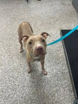 Kermie -  Terrier and Mixed Breed Dog for Adoption in Gastonia, North Carolina - Kermie | PetCurious