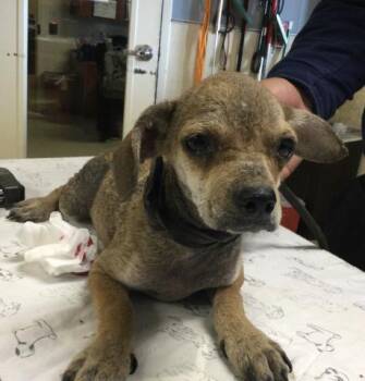 BASIL -  Chihuahua and Mixed Breed Dog for Adoption in Riverside, California - BASIL | PetCurious