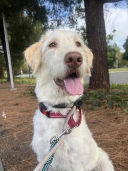 LUCKY -  Labrador Retriever Dog for Adoption in Fremont, California - LUCKY | PetCurious