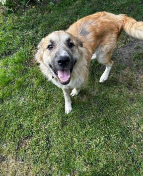Farley -  Shepherd Dog for Adoption in Brooklyn Center, Minnesota - Farley | PetCurious
