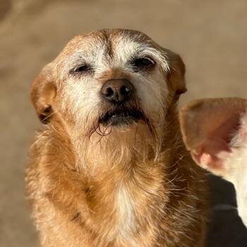 LUCY -  Norfolk Terrier and Border Terrier Dog for Adoption in St. Augustine, Florida - LUCY | PetCurious