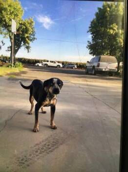 Rumi -  Pit Bull Terrier and Mixed Breed Dog for Adoption in Fresno, California - Rumi | PetCurious