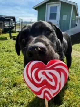Black Labrador Retriever Dogs Available for Adoption in Reedsport, Oregon - Enzo | PetCurious