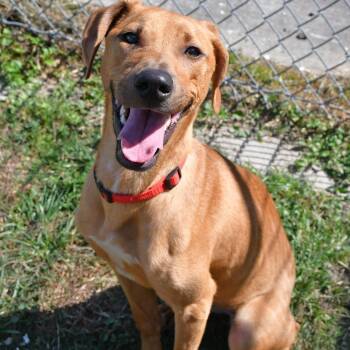Black Mouth Cur Dogs Available for Adoption in Beaumont, Texas - Grace | PetCurious