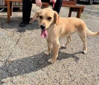 CRICKET 233-26 -  Golden Retriever Dog for Adoption in Cambridge, Ohio - CRICKET 233-26 | PetCurious