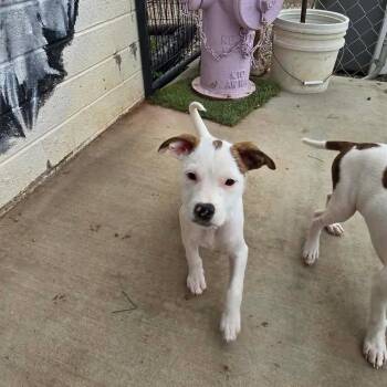 Terrier and Pit Bull Terrier Dogs Available for Adoption in Las Vegas, Nevada - Wishbone RR AZ | PetCurious