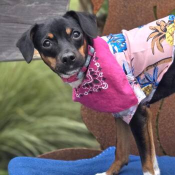 Shortcake -  Mixed Breed Dog for Adoption in Sonoma, California - Shortcake | PetCurious