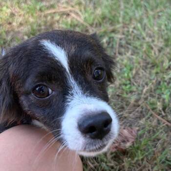 Calzone -  Australian Shepherd and Mixed Breed Dog for Adoption in Houston, Texas - Calzone | PetCurious