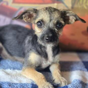 Bashful -  Chihuahua and Miniature Schnauzer Dog for Adoption in Tylertown, Mississippi - Bashful | PetCurious