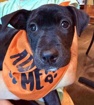 Black Labrador Retriever and American Staffordshire Terrier Dogs Available for Adoption in Clinton, Pennsylvania - Beauty | PetCurious