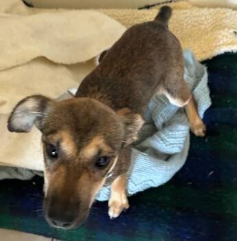 Boo-Boo -  Feist Dog for Adoption in Traverse City, Michigan - Boo-Boo | PetCurious