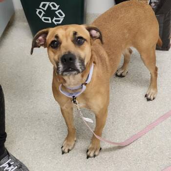 AppleBee -  Boxer Dog for Adoption - AppleBee | PetCurious