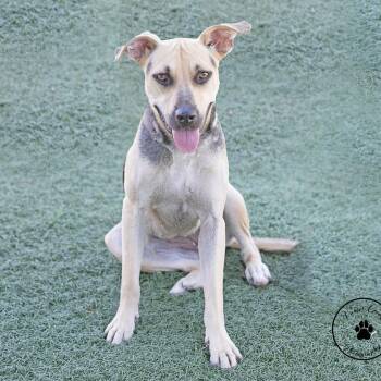 Ponyta -  Shepherd and Mixed Breed Dog for Adoption in Abilene, Texas - Ponyta | PetCurious