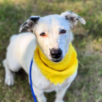 Rescue Australian Cattle Dog Blue Heeler and Cardigan Welsh Corgi Dogs for Adoption in Wadena, Minnesota - Minty | PetCurious