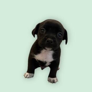 Rescue Yorkshire Terrier and Chihuahua Dogs for Adoption in Sanford, North Carolina - Shakespeare | PetCurious