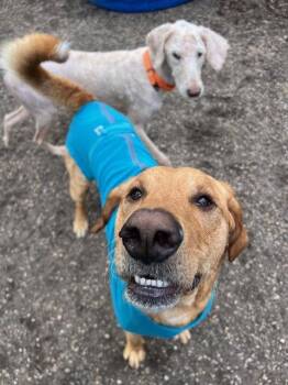 Standard Poodle Dogs Available for Adoption in Holland, Michigan - Teddy | PetCurious