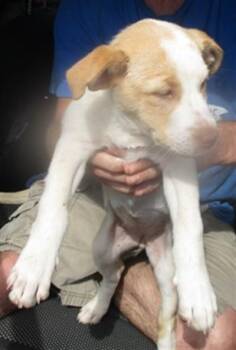 Australian Shepherd Dogs Available for Adoption in Oklahoma City, Oklahoma - A472786 | PetCurious