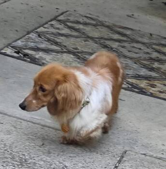 CELLO -  Dachshund Dog for Adoption in Millerstown, Pennsylvania - CELLO | PetCurious