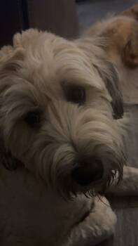 ASH #4 -  Wheaten Terrier Dog for Adoption in Chandler, Arizona - ASH #4 | PetCurious