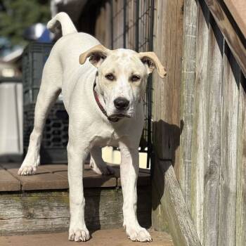 Rescue Labrador Retriever Dogs for Adoption in Groveland, Massachusetts - Tony | PetCurious