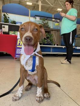 Australian Cattle Dog Blue Heeler Dogs Available for Adoption - Rory  | PetCurious