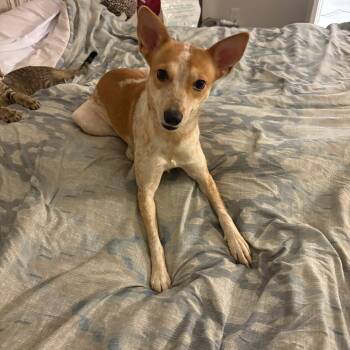 Australian Cattle Dog Blue Heeler Dogs Available for Adoption - Prairie | PetCurious