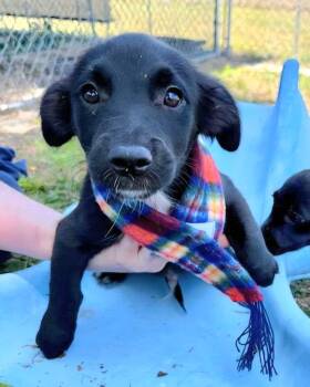 Dachshund and American Bulldog Dogs Available for Adoption in St. Augustine, Florida - Thia Puppy 3 | PetCurious