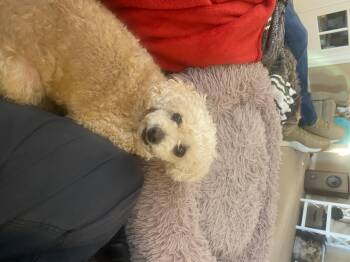 Cody -  Miniature Poodle Dog for Adoption in West Richland, Washington - Cody | PetCurious
