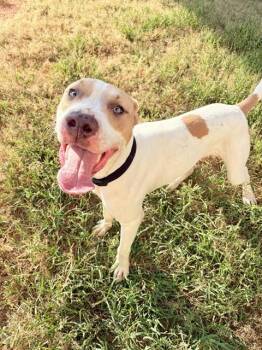 GHOST -  Pit Bull Terrier and Mixed Breed Dog for Adoption in Killeen, Texas - GHOST | PetCurious