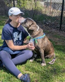 Mixed Breed Dogs Available for Adoption in Chamblee, Georgia - Equator | PetCurious