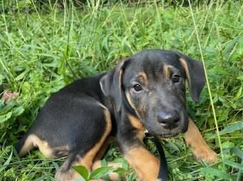 Brie -  Bernese Mountain Dog and Labrador Retriever Dog for Adoption - Brie | PetCurious