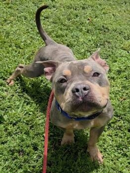 BROWDY -  Staffordshire Bull Terrier and Mixed Breed Dog for Adoption in Fort Lauderdale, Florida - BROWDY | PetCurious