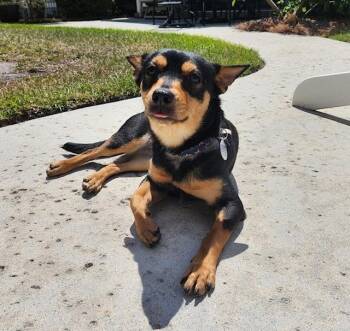 Miniature Pinscher Dogs Available for Adoption in Willingboro, New Jersey - Cricket | PetCurious