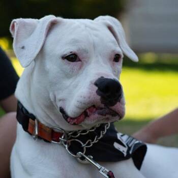 Boxer Dogs Available for Adoption - Pearl | PetCurious