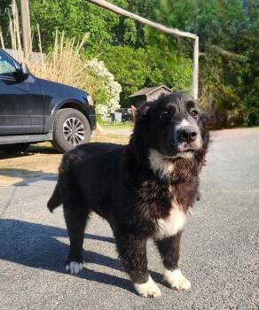 Great Pyrenees and Newfoundland Dog Dogs Available for Adoption in Manhasset, New York - Sox | PetCurious