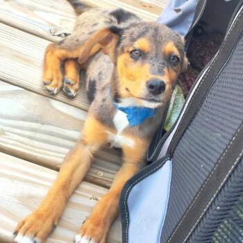 Dobbs -  Mixed Breed Dog for Adoption in Groveland, Massachusetts - Dobbs | PetCurious