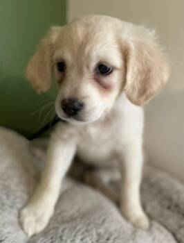 Jack Russell Terrier Dogs Available for Adoption - Ivy | PetCurious