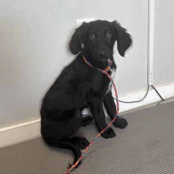 *River* -  Flat Coated Retriever Dog for Adoption in Salt Lake City, Utah - *River* | PetCurious