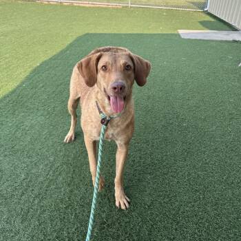 Ava -  Catahoula Leopard Dog Dog for Adoption in Canton, Illinois - Ava | PetCurious
