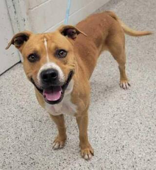 Mixed Breed Dogs Available for Adoption in Kansas City, Missouri - Quasi | PetCurious