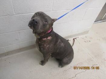 (27) -  Pit Bull Terrier Dog for Adoption in Marietta, Georgia - (27) | PetCurious