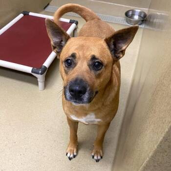 Bella ID15389 -  Pit Bull Terrier and Shepherd Dog for Adoption in Monroe, Georgia - Bella ID15389 | PetCurious