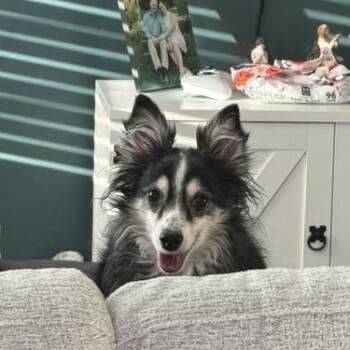 Lula -  Shetland Sheepdog Sheltie Dog for Adoption in Richland, Michigan - Lula | PetCurious